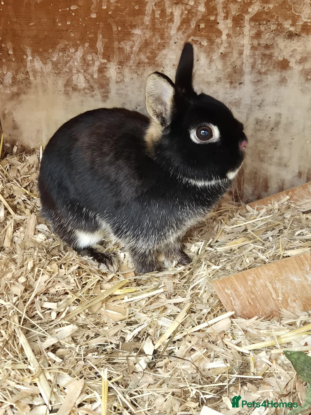 Dutch rabbits for sale: 2 Female Dutch dwarf rabbits - Advert 3