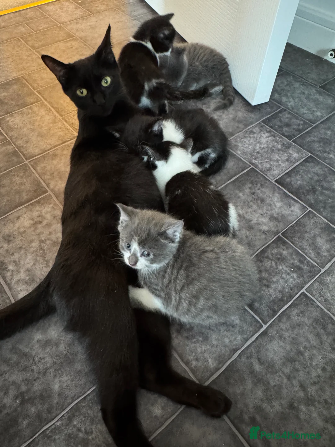 Mixed Breed cats for sale: Beautiful Friendly Mixed Breed Kittens  - Advert 1