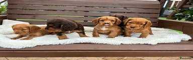 Cocker Spaniel 1