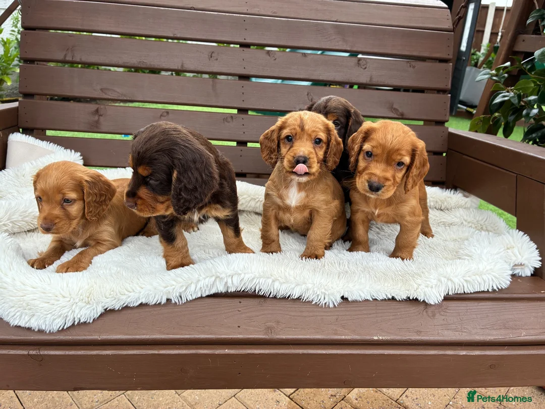 Cocker Spaniel dogs for sale:  🐾 KC Registered Cocker Spaniel Puppies - Advert 2