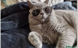 British Shorthair cats for sale: British Shorthair Kittens For Sale - Advert 20