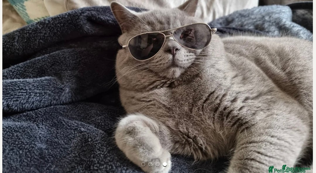 British Shorthair cats for sale: British Shorthair Kittens For Sale - Advert 20