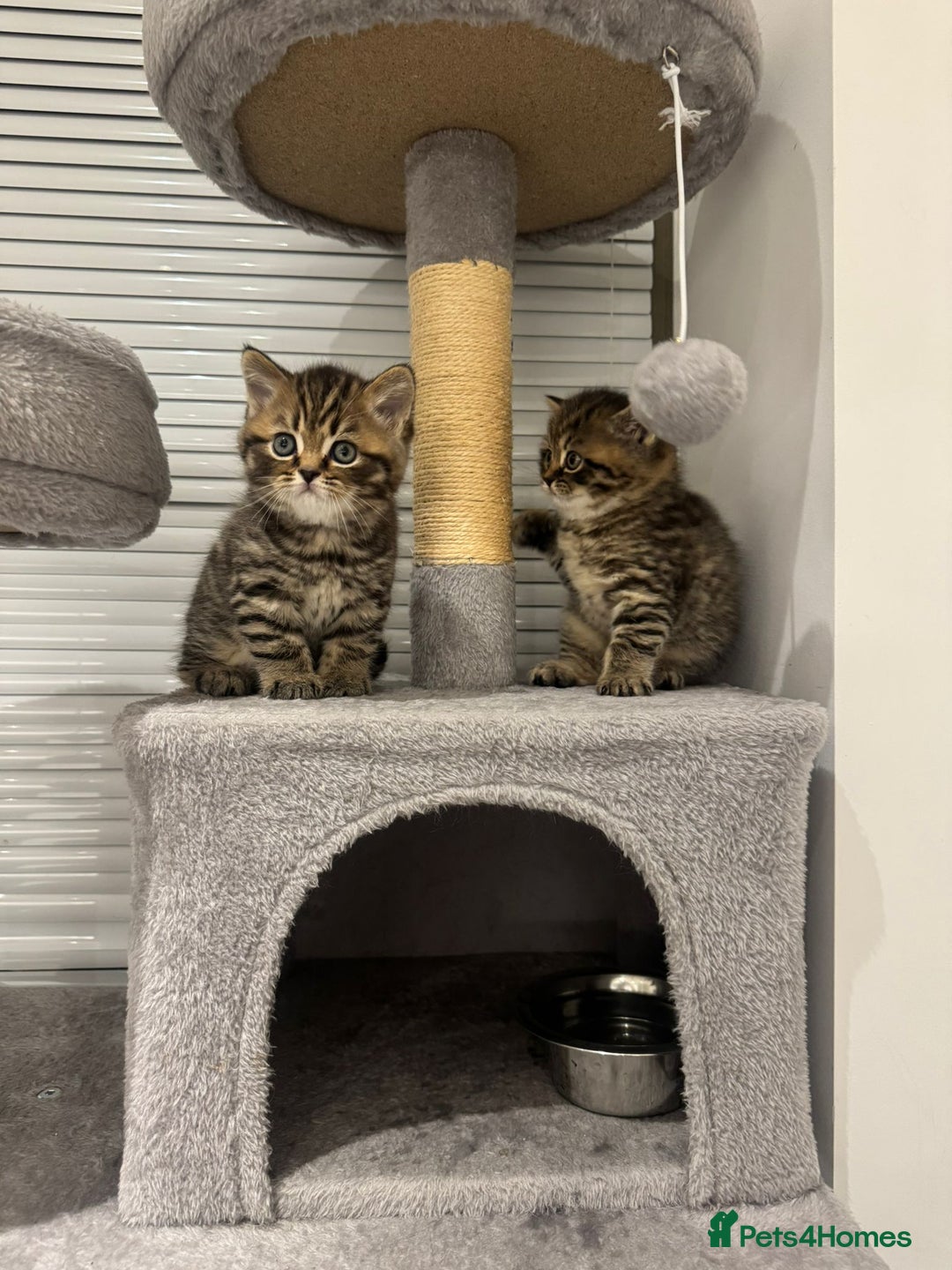 British Shorthair cats for sale: Adorable British Shorthair Male Kittens for Sale. - Advert 16