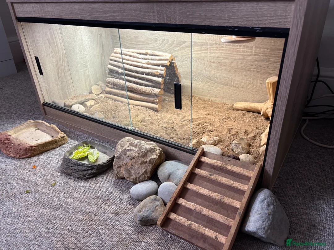 Tortoise reptiles for sale: Female horsefield tortoise in Sherborne - Advert 2