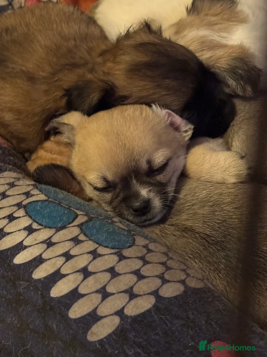 Chihuahua dogs for sale: Chihuahua pups - Advert 14