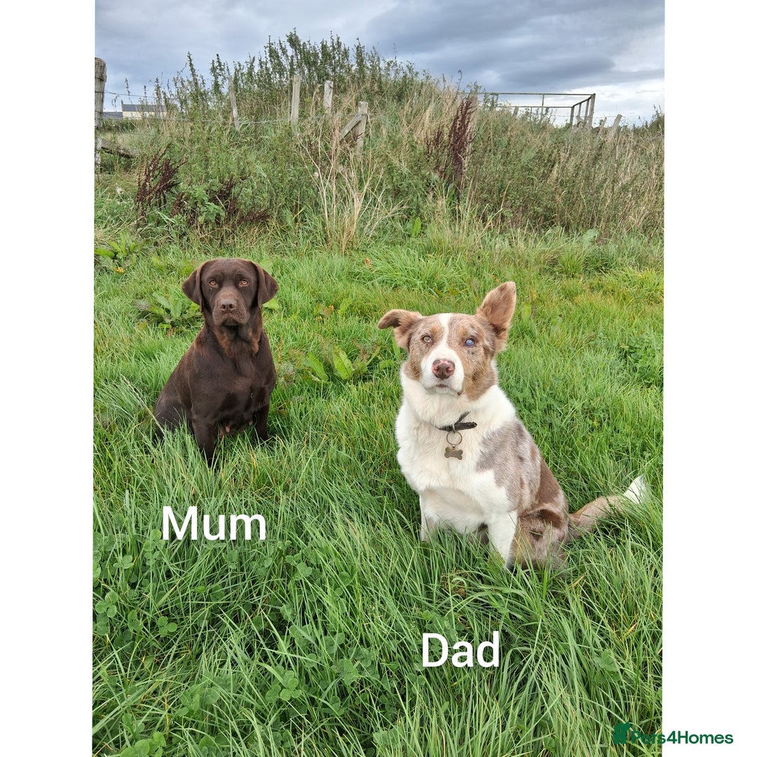 Borador dogs for sale: 2 Chocolate and White Boys available  - Image 9