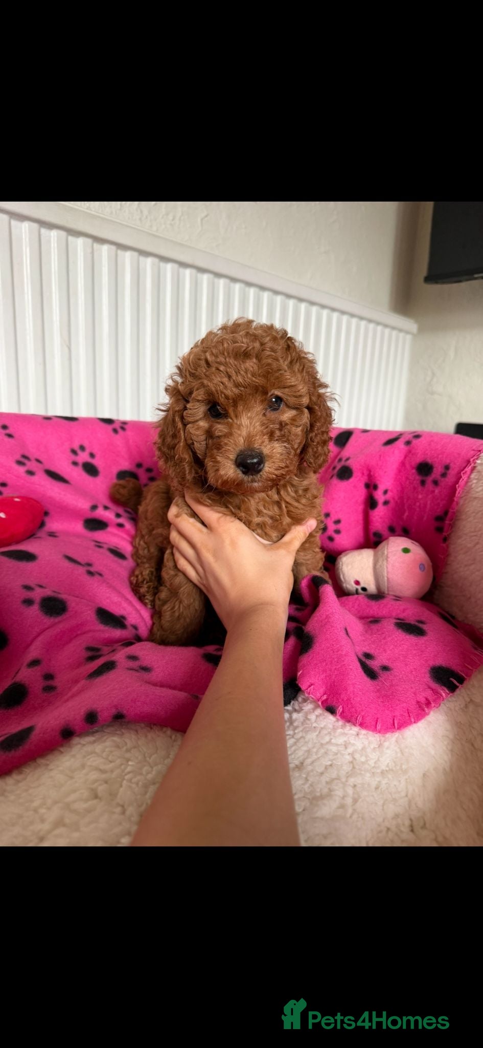 Miniature Poodle dogs 2 beautiful red  miniature poodle girls  - Advert 1