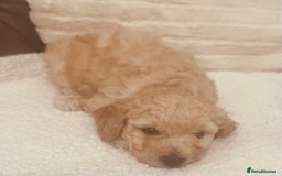 Toy Poodle dogs for sale: Toy poodle puppies - Image 6