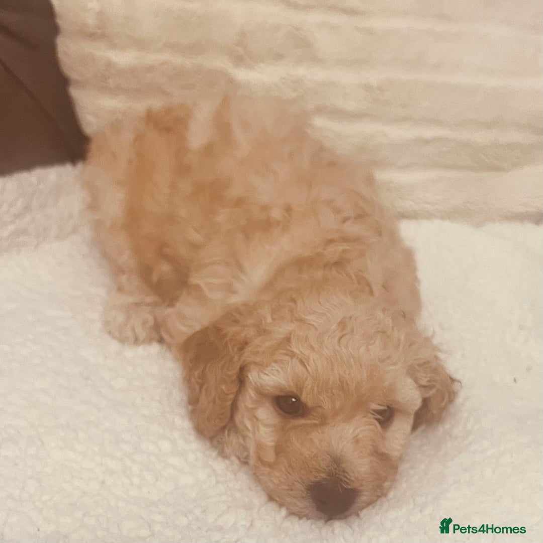 Toy Poodle dogs for sale: Toy poodle puppies - Image 6