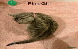 Bengal cats for sale: Pure Bengal Kittens Available  - Image 21