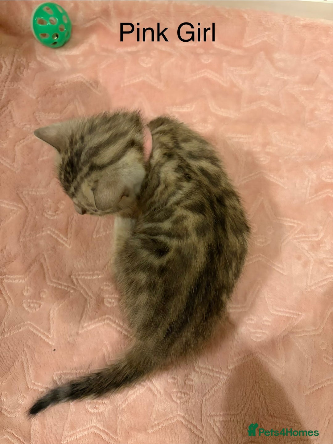 Bengal cats for sale: Pure Bengal Kittens Available  - Image 21