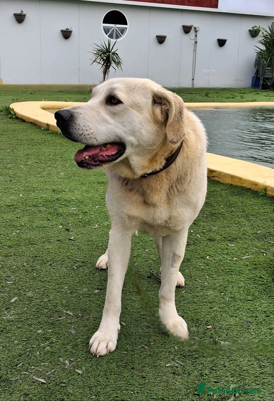 Mixed Breed dogs for adoption: Coco – A Sweet 2-Year-Old Mastín desperate  in Hengoed - Advert 1