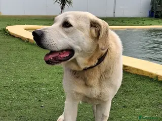 Mixed Breed dogs Coco – A Sweet 2-Year-Old Mastín desperate - Advert 16