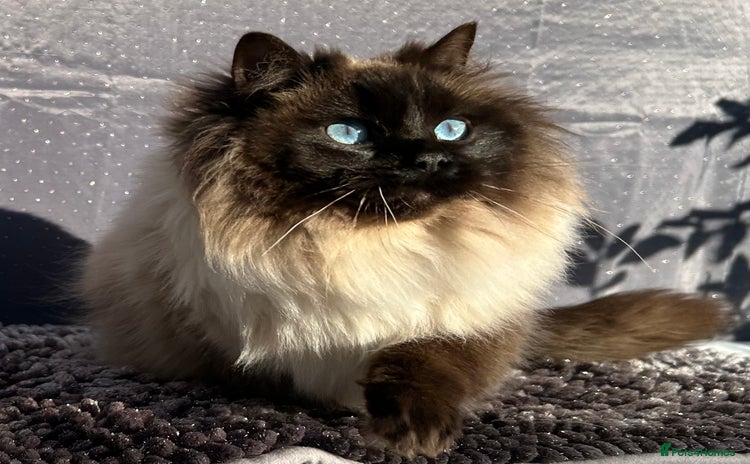 Ragdoll cats - Advert 14