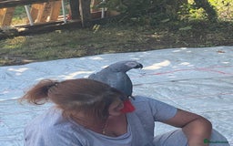 Parrots birds for sale: 2 African grey parrots  - Image 7