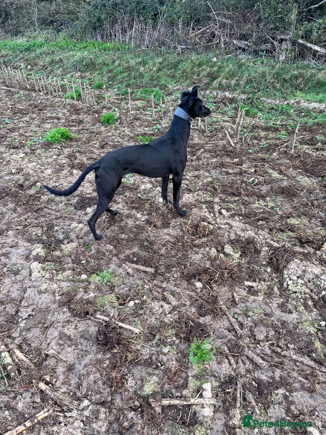 Lurcher dogs for sale: Lurcher - Advert 1