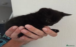 Mixed Breed cats for sale: Mix Bread Kittens - Image 5