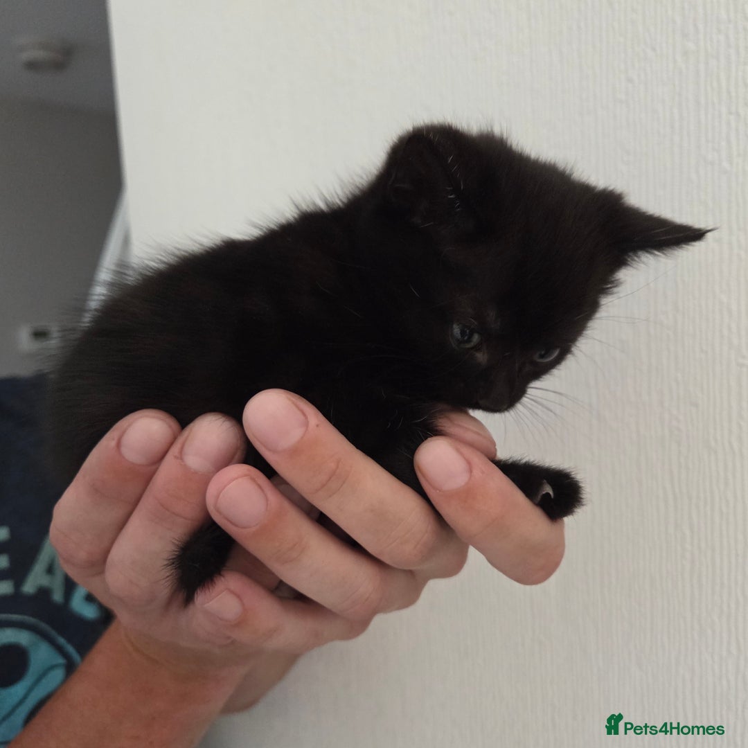 Mixed Breed cats for sale: Mix Bread Kittens - Image 5