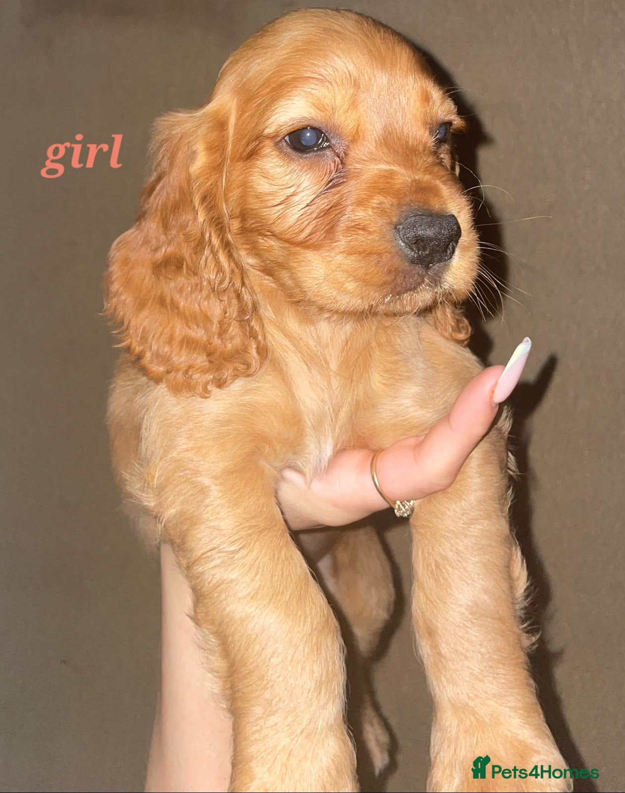 Cocker Spaniel dogs Show Cocker Spaniel puppies - Advert 18