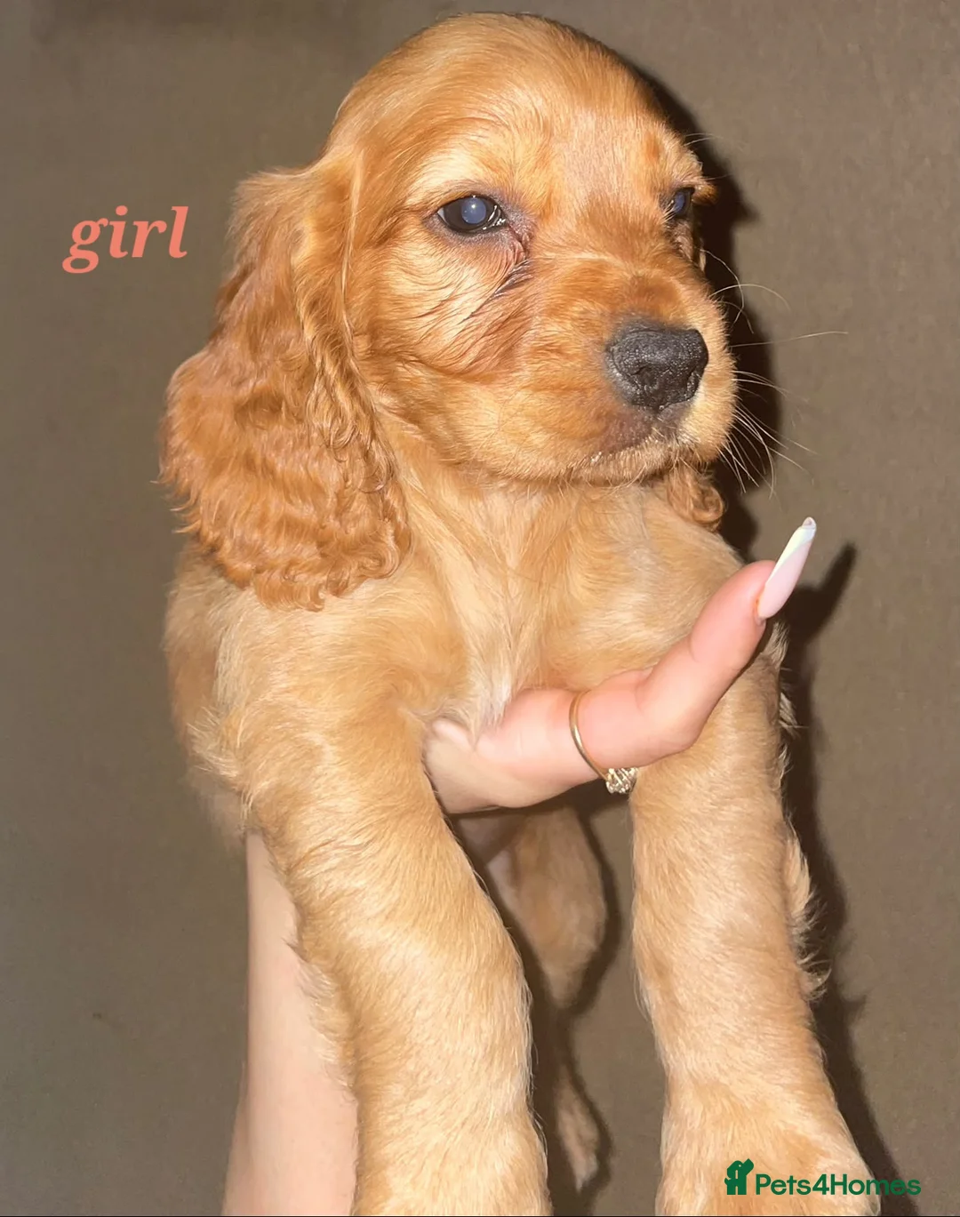 Cocker Spaniel dogs for sale: Show Cocker Spaniel puppies - Advert 2