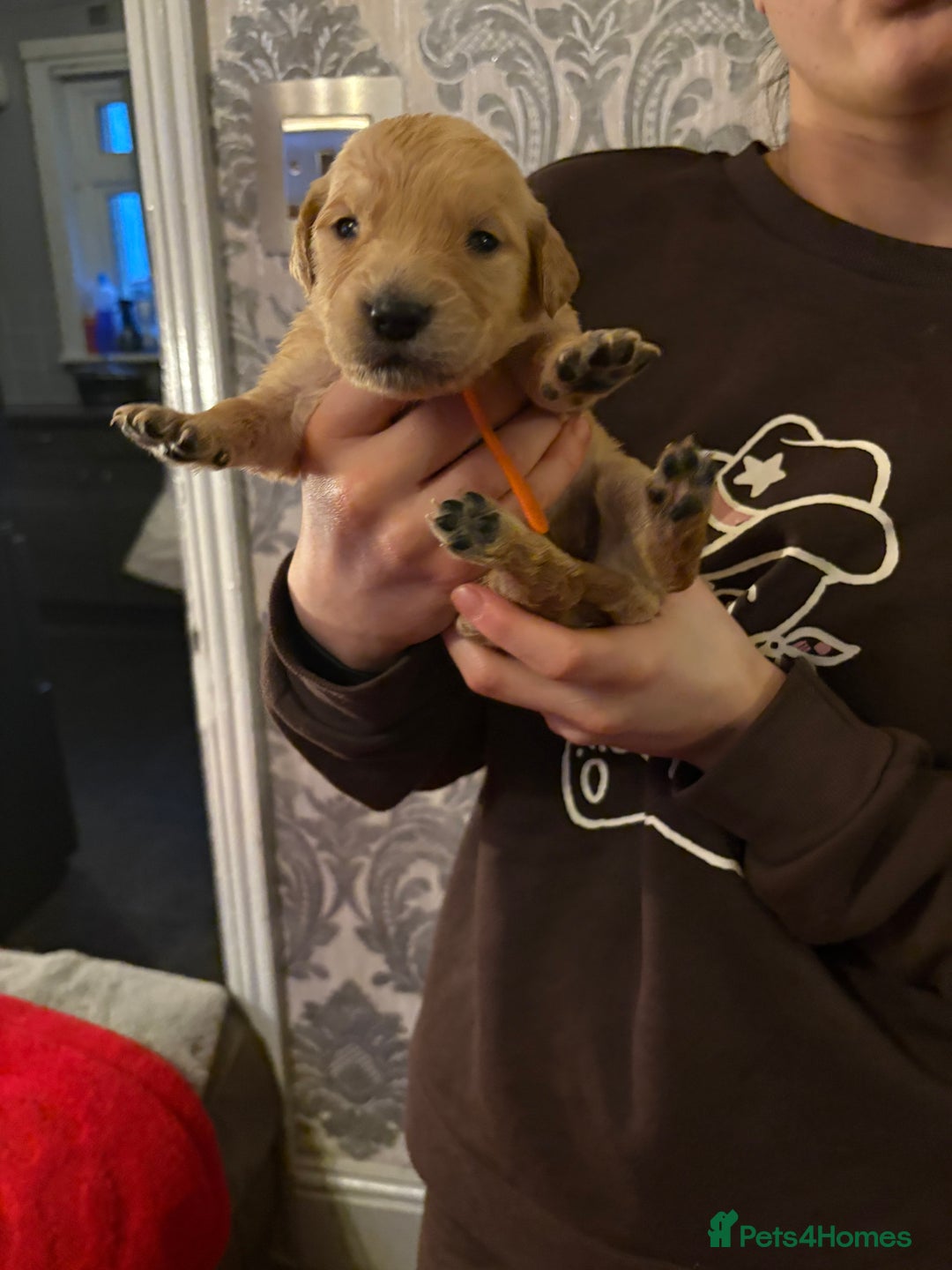Golden Retriever dogs for sale: Adorable golden retriever puppies  - Advert 4