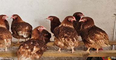 Chickens poultry in Deeside - Advert 6