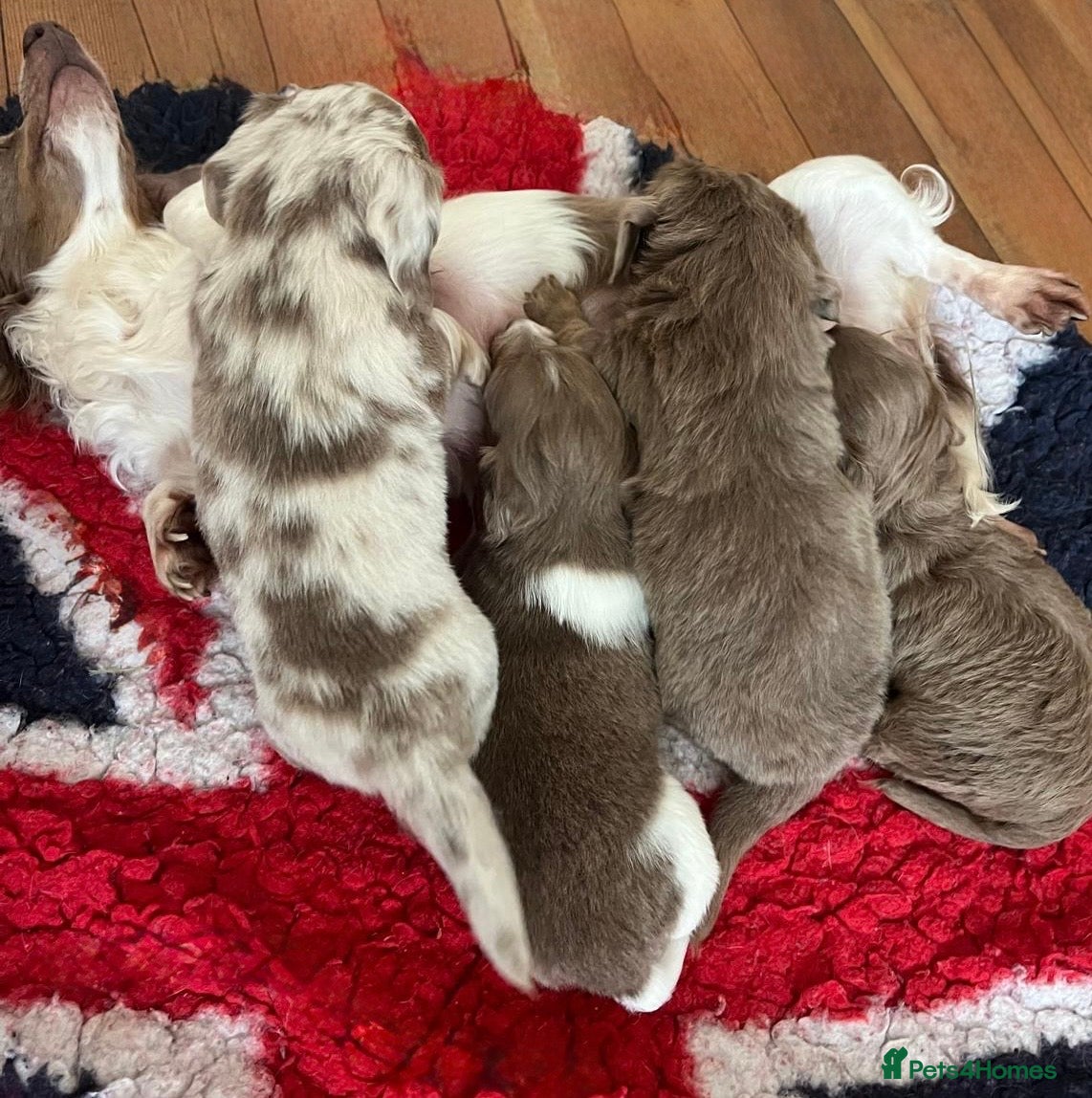 Miniature Dachshund dogs Long haired 🐶 fluffy 🐾 miniature dachshund pups - Advert 2