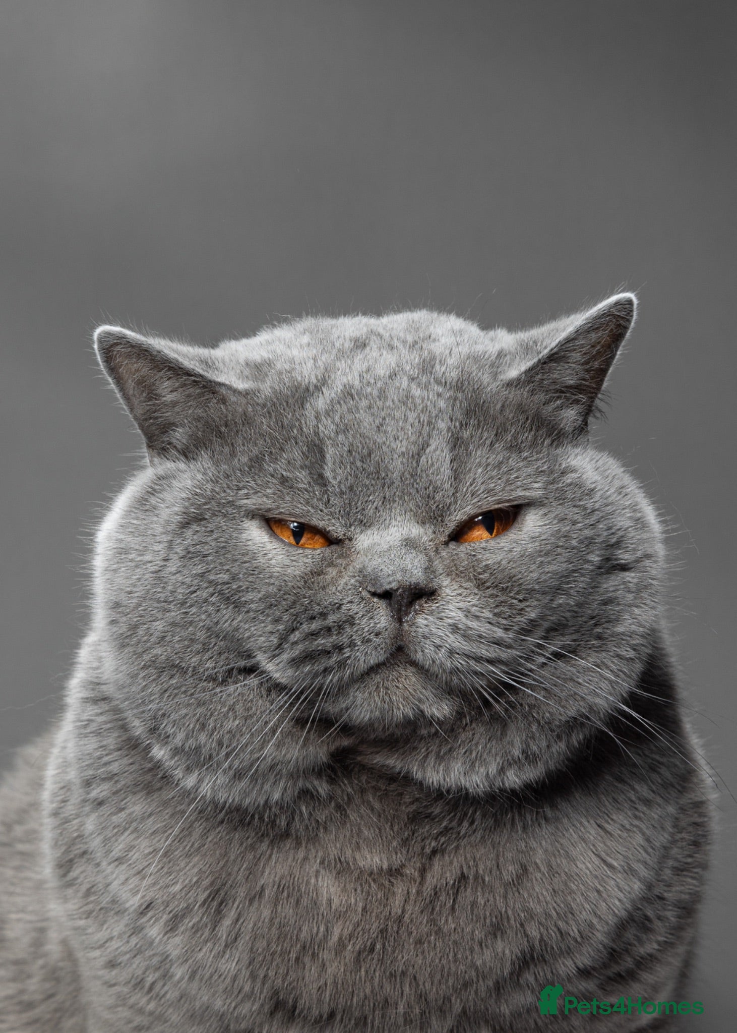 British Shorthair cats British Shorthair Blue Adult Male - Advert 8