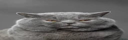 British Shorthair cats for sale: British Shorthair Blue Adult Male - Advert 1