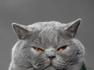 British Shorthair cats British Shorthair Blue Adult Male - Advert 13