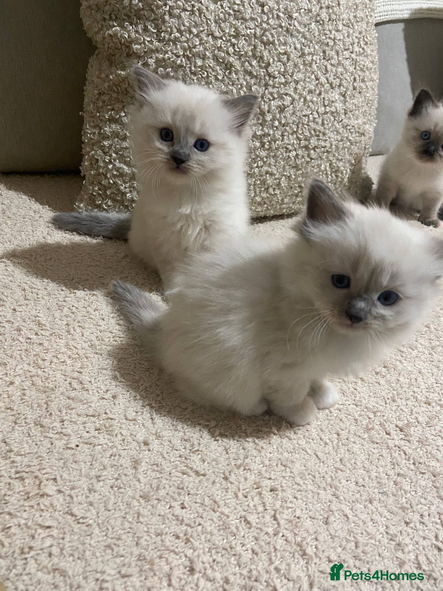 Ragdoll cats Beautiful ragdolls  - Advert 1