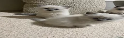 Ragdoll cats for sale: Beautiful ragdolls  - Advert 16