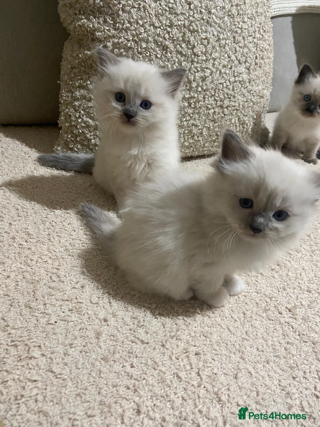 Ragdoll cats for sale: Last blue seal ragdoll REDUCED PRICE - Advert 1