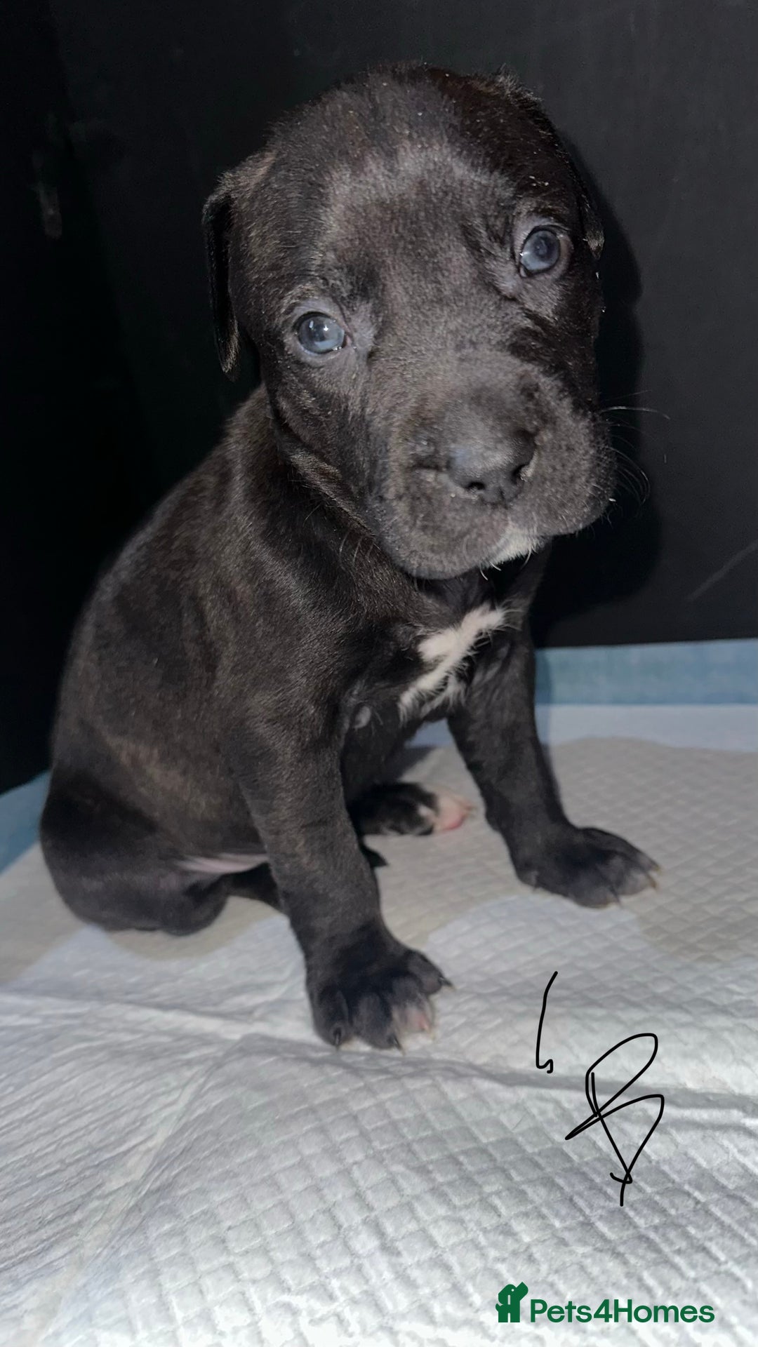 Mixed Breed dogs for sale: Staff x lurcher puppies  - Advert 8