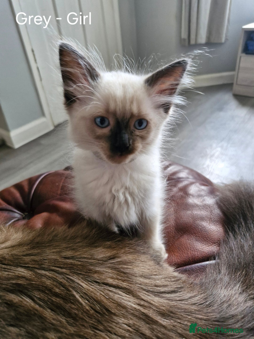 Ragdoll cats for sale: Ragdoll kittens for sale - Image 10