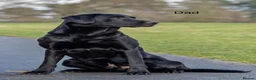 Labrador Retriever dogs for sale: KC Reg Labrador Retriever Puppies Health Tested in Melton Mowbray - Advert 3