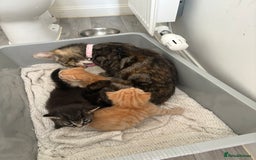 Domestic Shorthair cats for sale: 3 kitten for sale - Image 4
