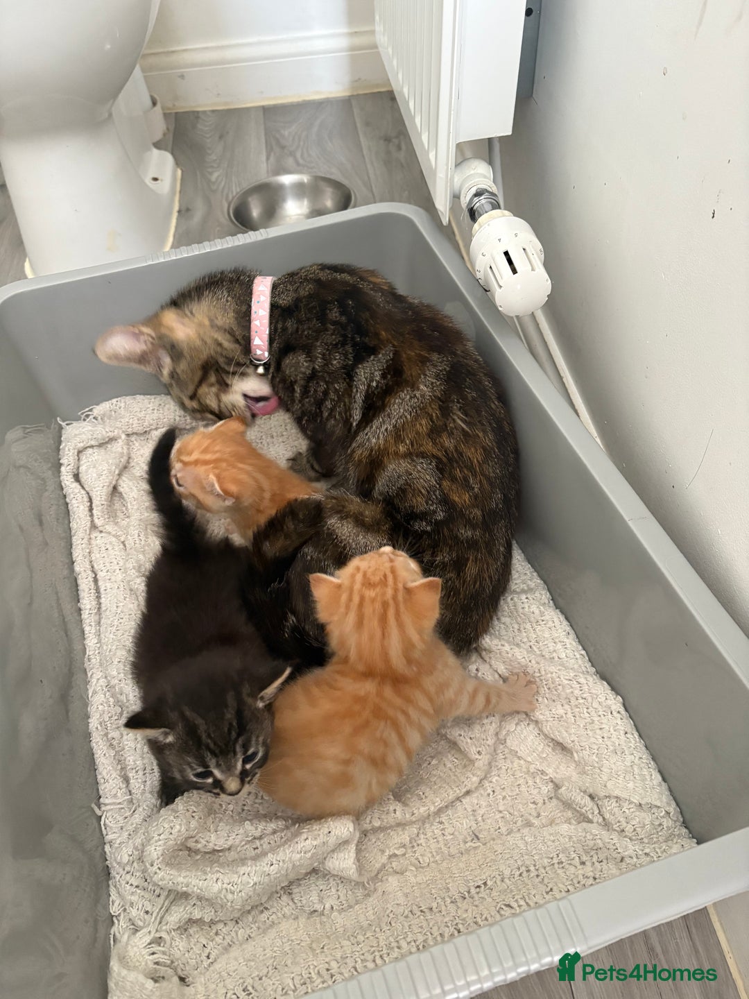 Domestic Shorthair cats for sale: 3 kitten for sale - Image 4