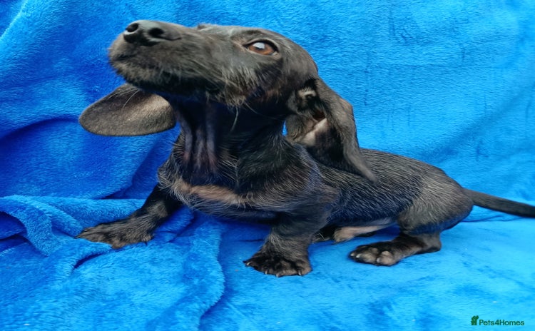 Miniature Dachshund dogs - Advert 13