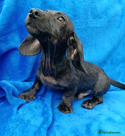 Miniature Dachshund dogs - Advert 6