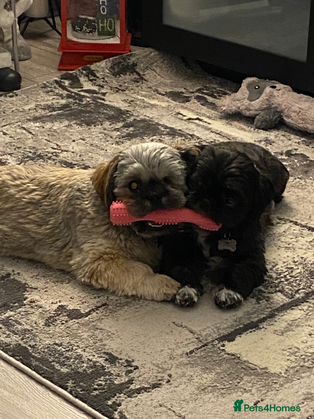 Shih Tzu dogs for sale: Jeff shih tzu  - Advert 5