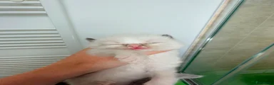 Ragdoll 4