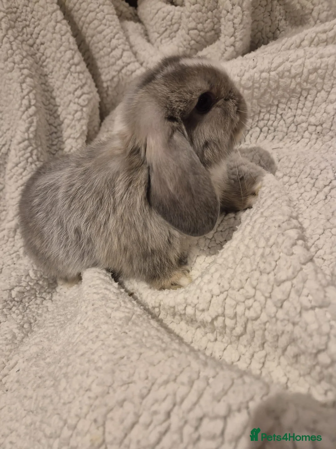 Mini Lop rabbits for sale: beautiful baby mini lops - Advert 9