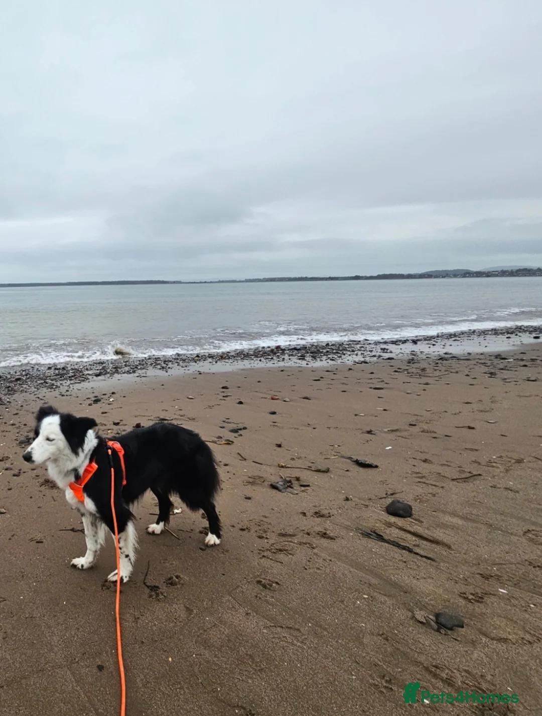 Border Collie dogs for sale: Loving young female border collie for pet home - Advert 10