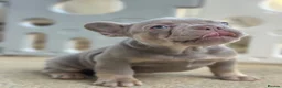 French Bulldog dogs for sale: Health Clear KC Registered French Bulldog Puppies - Advert 20