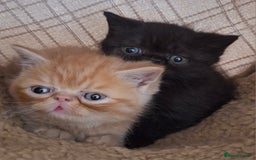 Exotic cats for sale: Beautiful Exotic kittens💫 - Image 1