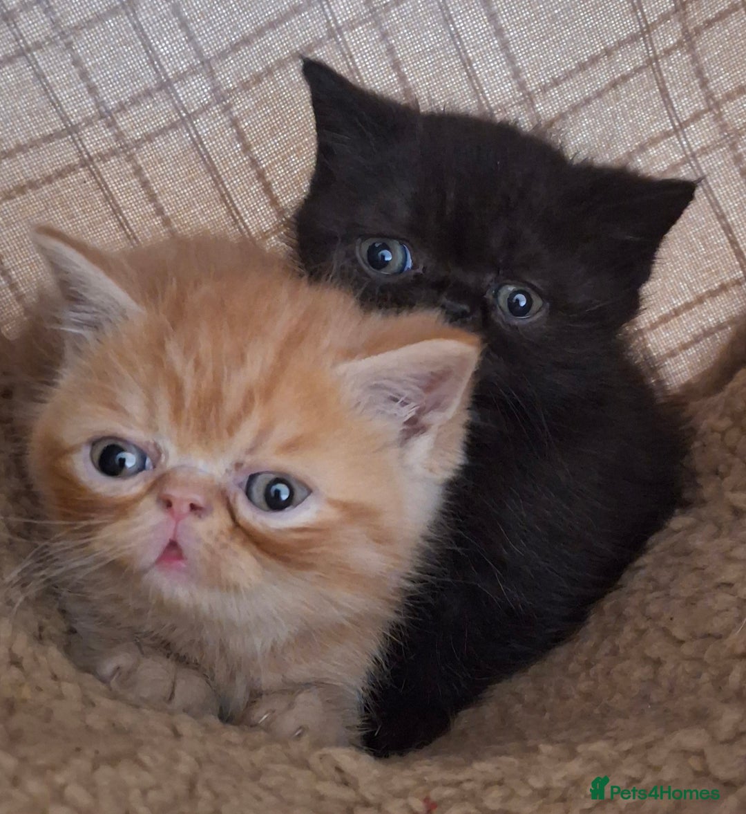 Exotic cats for sale: Beautiful Exotic kittens💫 - Image 1