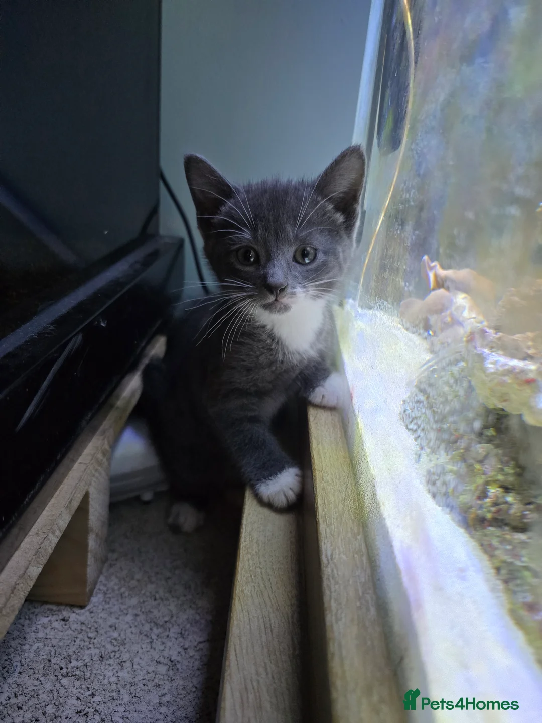 Mixed Breed cats for sale: british short haired mix. - Advert 6