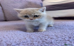 British Shorthair cats for sale: 🐾 Gorgeous British Shorthair Kittens 🐾 - Image 9