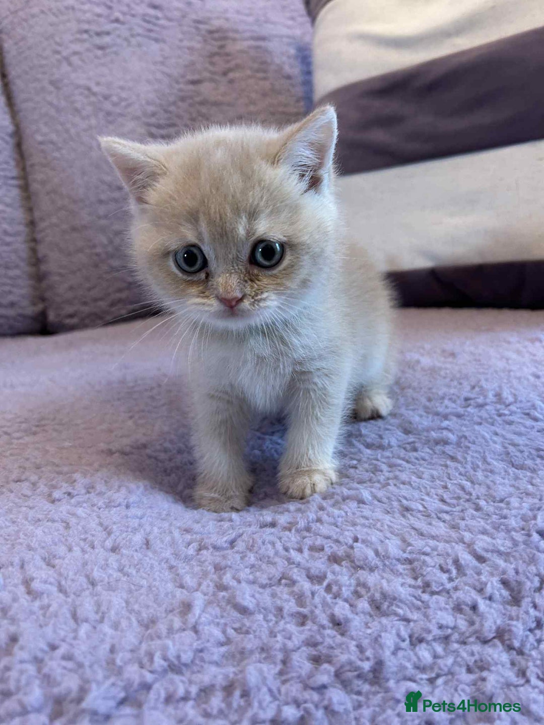 British Shorthair cats for sale: 🐾 Gorgeous British Shorthair Kittens 🐾 - Image 9